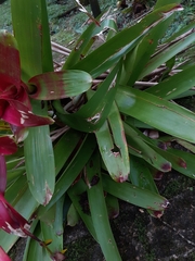 Vriesea philippocoburgi