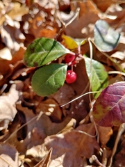 Gaultheria procumbens