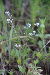 Myosotis lithospermifolia