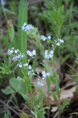 Myosotis lithospermifolia