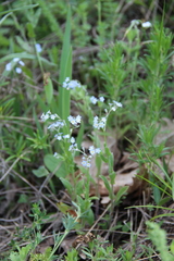 Myosotis lithospermifolia