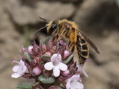 Andrena vulpecula