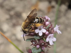 Andrena vulpecula