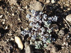 Sedum pedicellatum