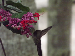 Eupetomena cirrochloris