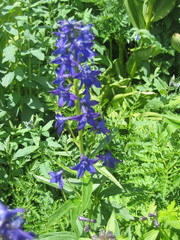 Delphinium barbeyi
