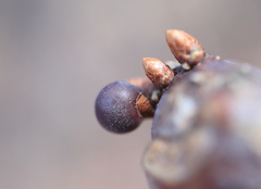 Neuroterus vesicula