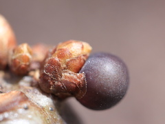 Neuroterus vesicula