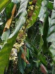 Grias cauliflora