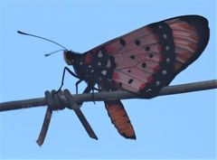 Acraea acara