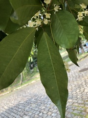 Eugenia candolleana