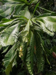 Grias cauliflora