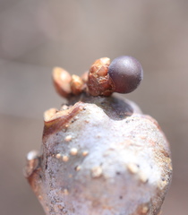 Neuroterus vesicula