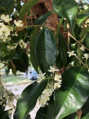 Eugenia candolleana