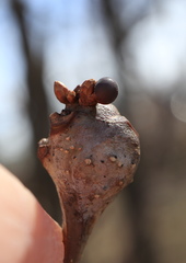 Neuroterus vesicula