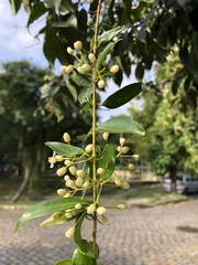 Eugenia candolleana