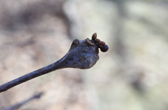 Neuroterus vesicula