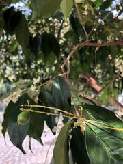 Eugenia candolleana