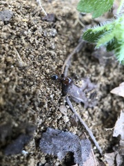 Pheidole crassicornis