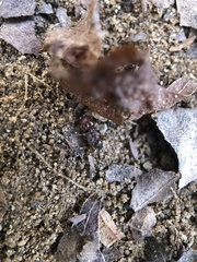 Pheidole crassicornis