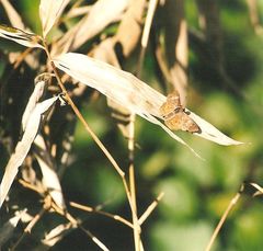 Pseudocoladenia dan