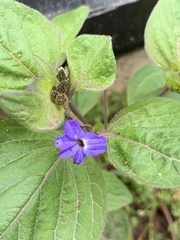 Browallia americana
