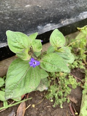 Browallia americana
