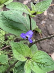 Browallia americana