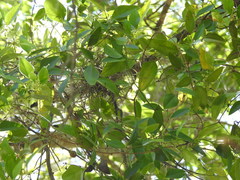 Smilax smallii
