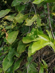 Hippocratea volubilis