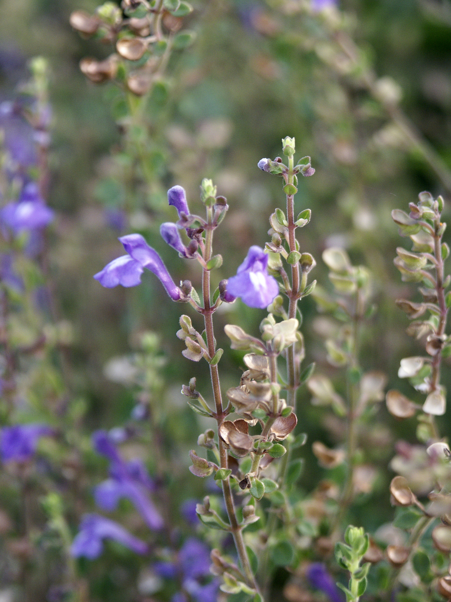 Scutellaria havanensis