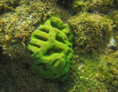 Micromussa indiana