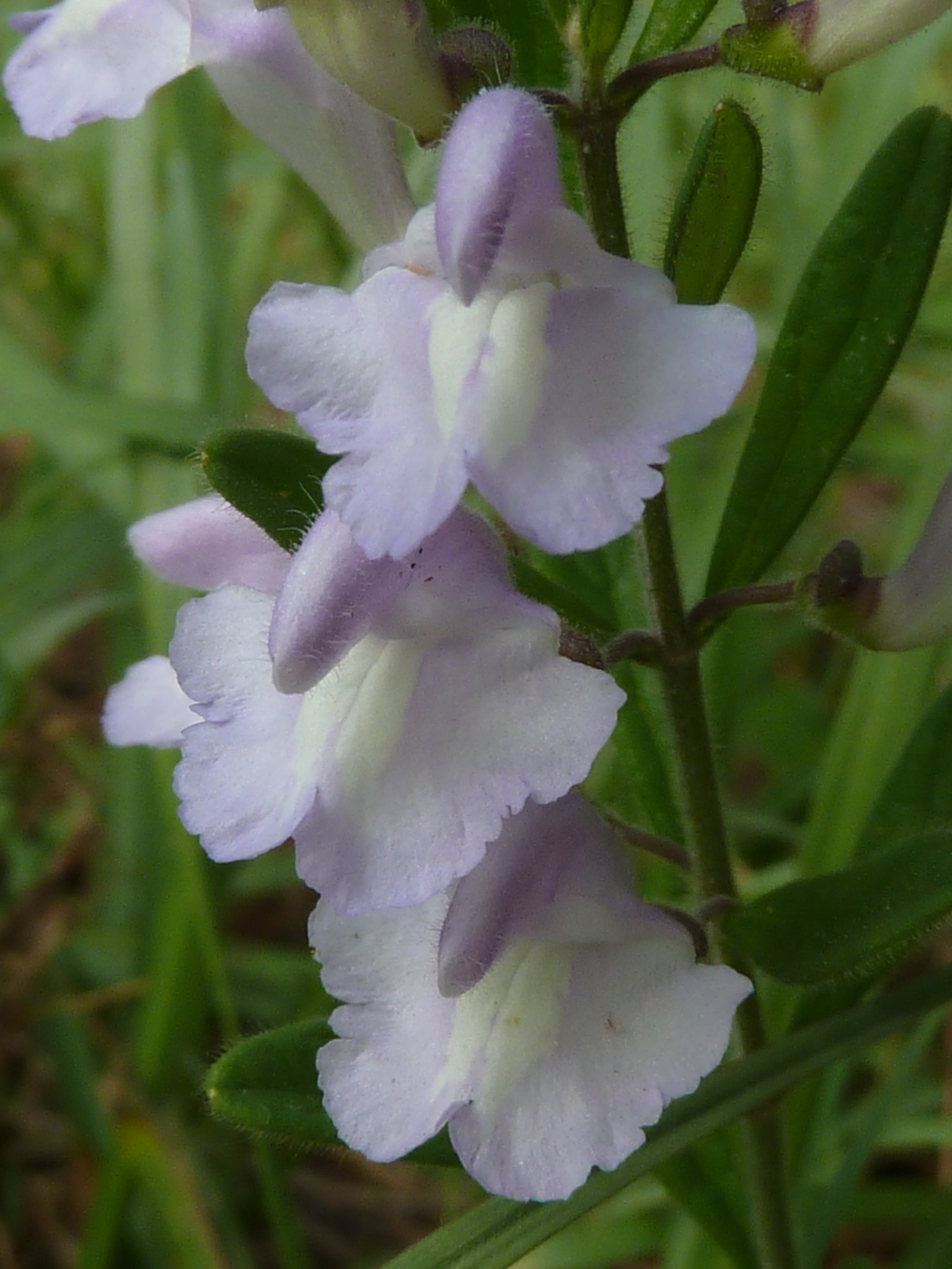 Scutellaria multiglandulosa