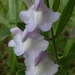 Small's Skullcap - Photo (c) Eleanor, some rights reserved (CC BY-NC)
