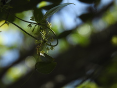 Smilax smallii