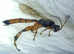 Schizopyga circulator