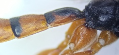 Schizopyga circulator
