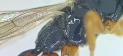 Schizopyga circulator