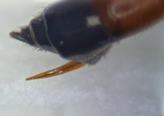 Schizopyga circulator
