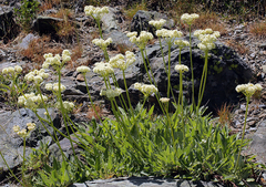 Eriogonum compositum compositum