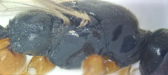 Schizopyga circulator
