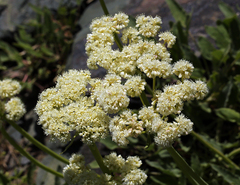 Eriogonum compositum compositum