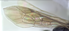 Schizopyga circulator