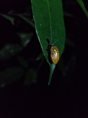 Augocoris