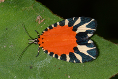 Pseudatteria