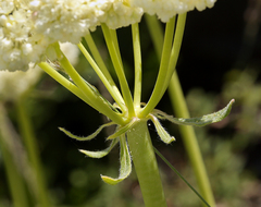 Eriogonum compositum compositum