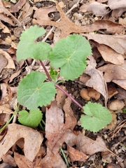 Lunaria annua