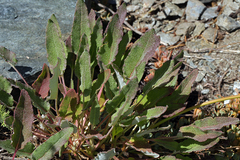 Eriogonum compositum compositum