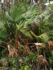 Acoelorraphe wrightii