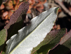 Eriogonum compositum compositum